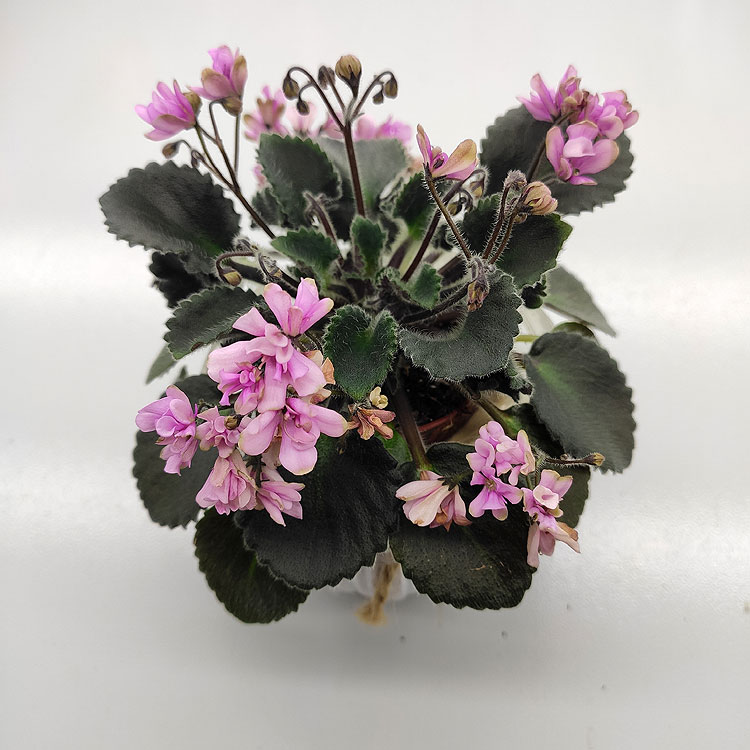 Imp's Pretty Deadly (J.Jackson)