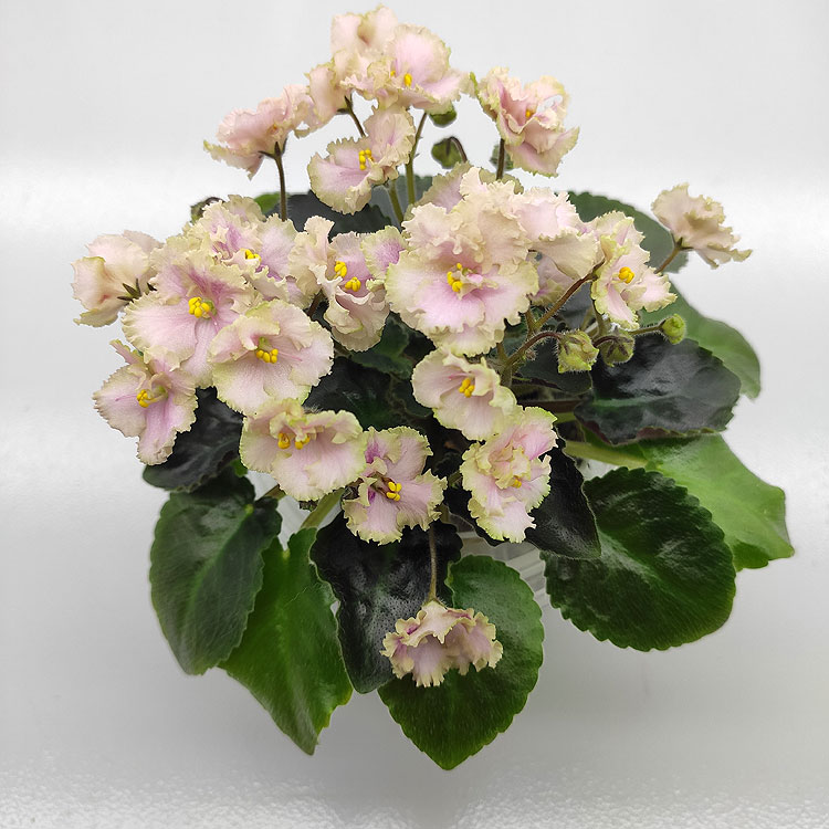 Rob's Antique Rose (R. Robinson)
