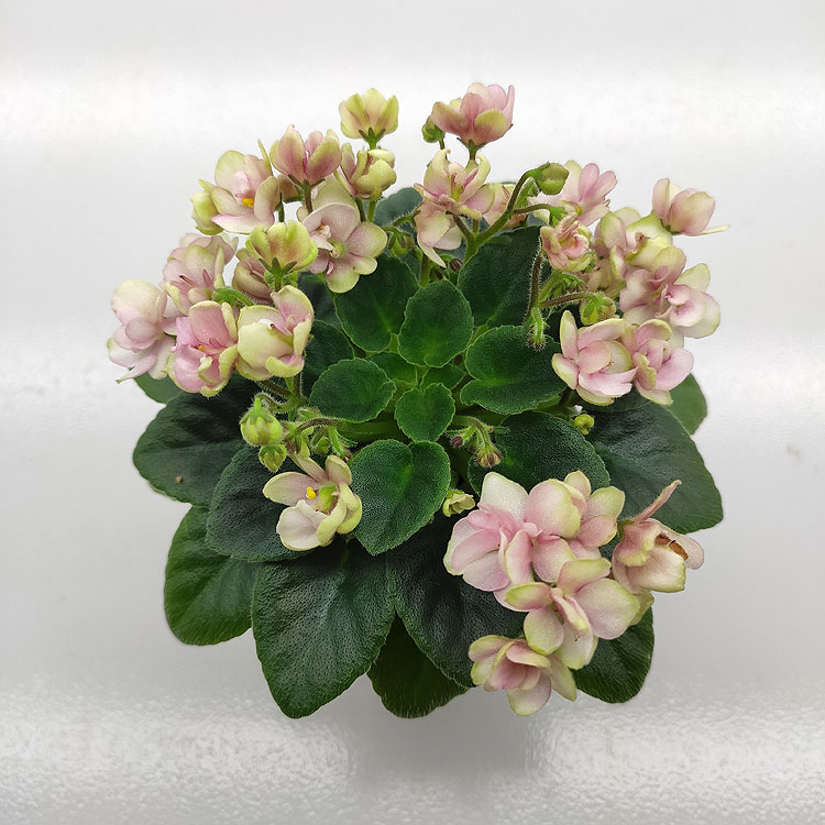 Hunter's Sweet Sakura (K.Muzalewski)