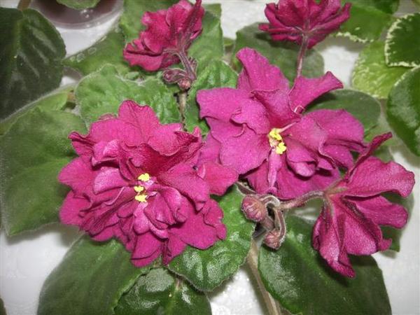 ЕК-Бой быков (Коршунова).jpg