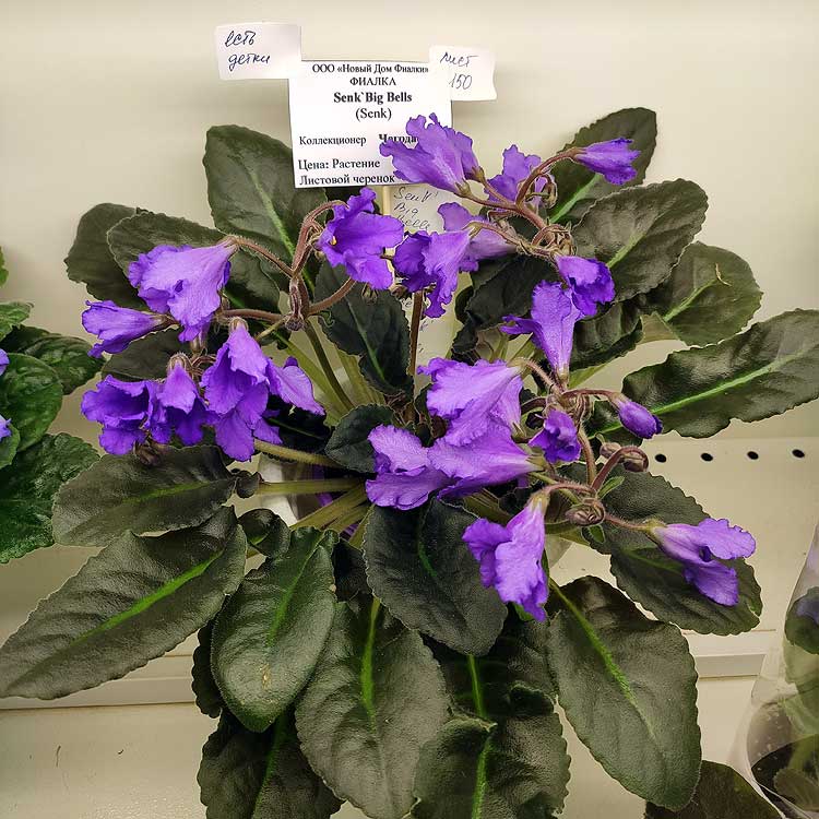 Senk's Big Bells (D.Senk)