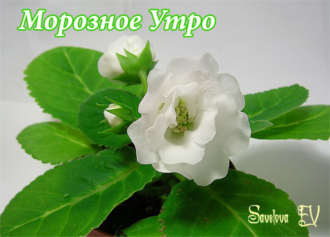 Морозное-Утро.jpg