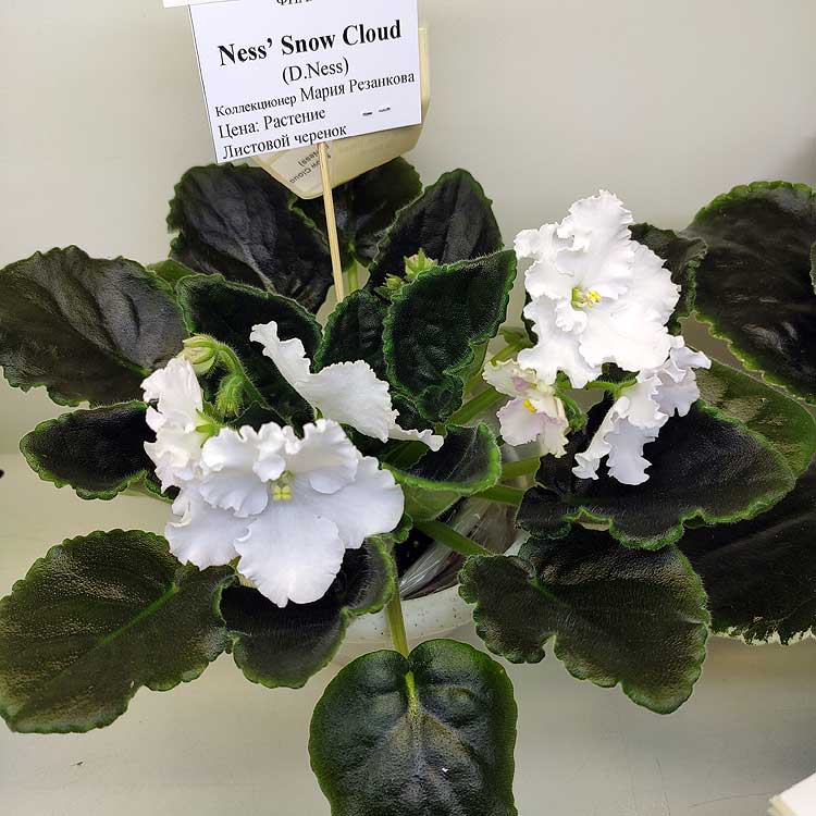 Ness' Snow Cloud (D.Ness)