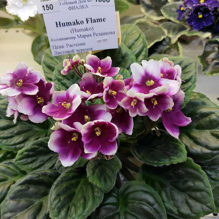 Humako Flame (Humako)
