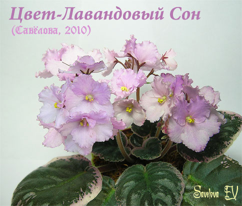 Лавандовый-Cон-54k.jpg