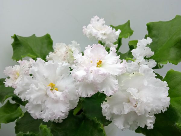 ЛЕ-Взбитые Сливки.JPG