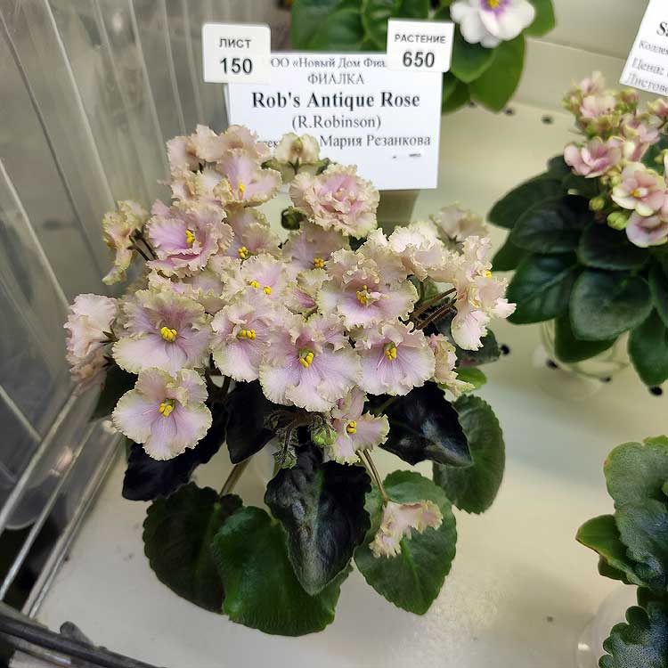 Rob's Antique Rose (R.Robinson)
