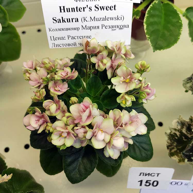 Hunter's Sweet Sakura (K.Muzalewski)