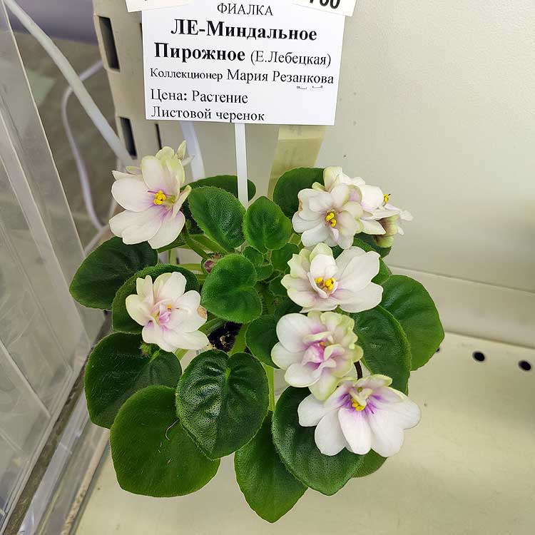 ЛЕ-Миндальное Пирожное (Е.Лебецкая)
