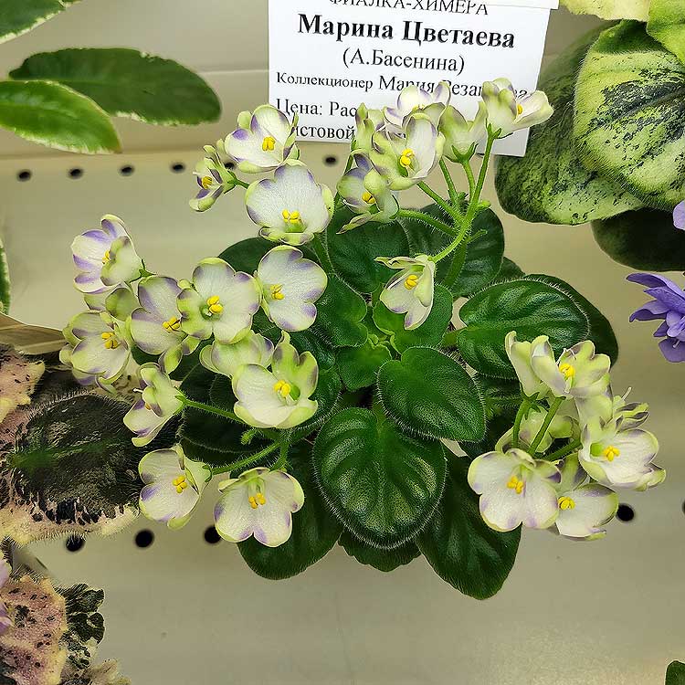 Марина Цветаева (А.Басенина) химера