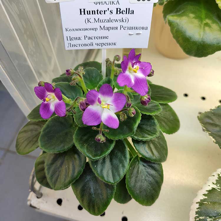 Hunter's Bella (K.Muzalewski)