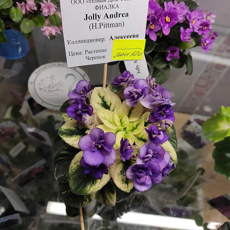 Jolly Andrea (H.Pittman)