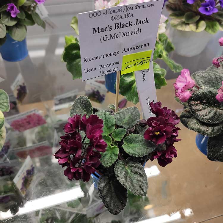 Mac's Black Jack (G.McDonald)