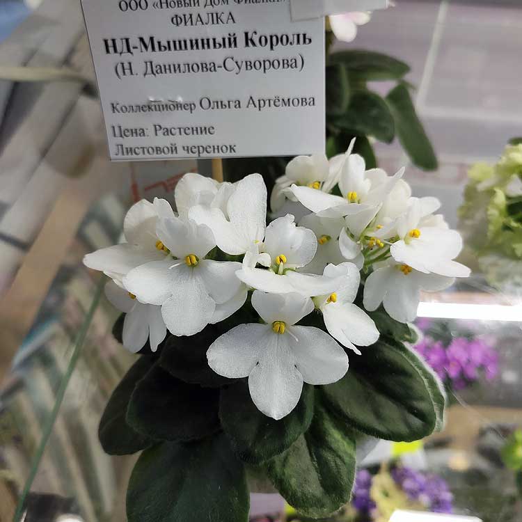 НД-Мышиный Король (Н.Данилова-Суворова)