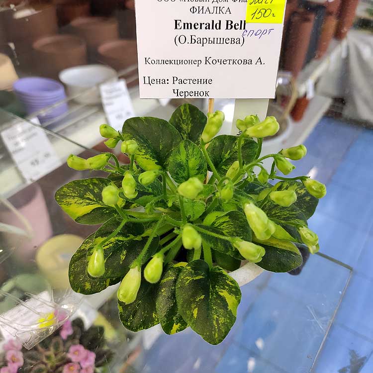 Emerald Bell спорт