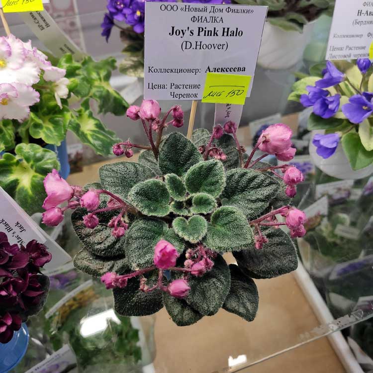 Joy's Pink Halo (D.Hoover)