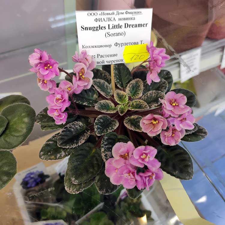 Snuggles Little Dreamer (S.Sorano)