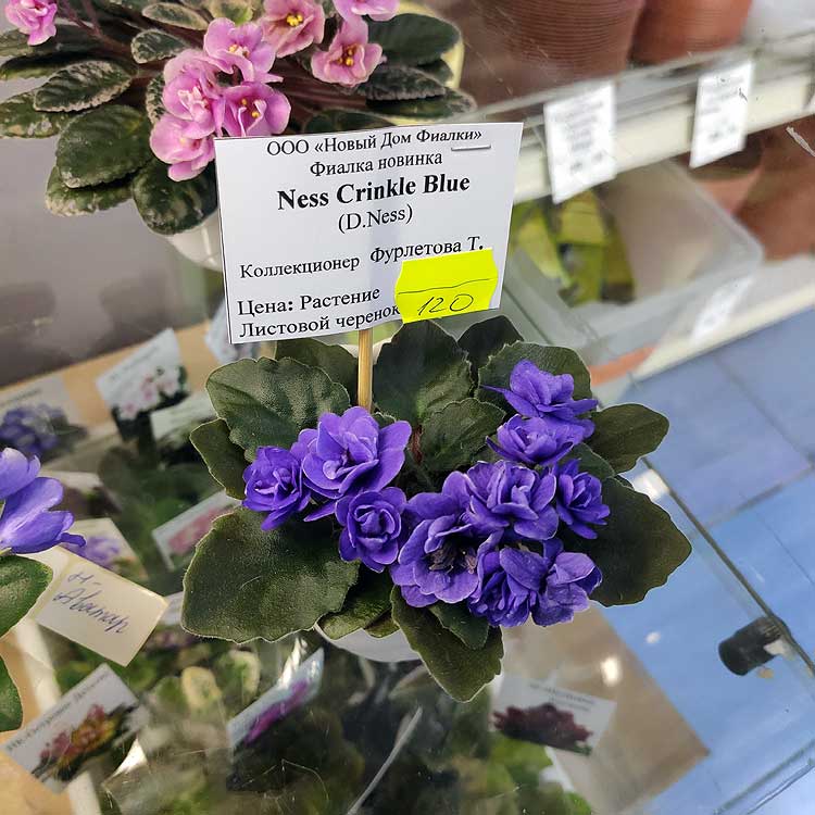 Ness’ Crinkle Blue (D.Ness)