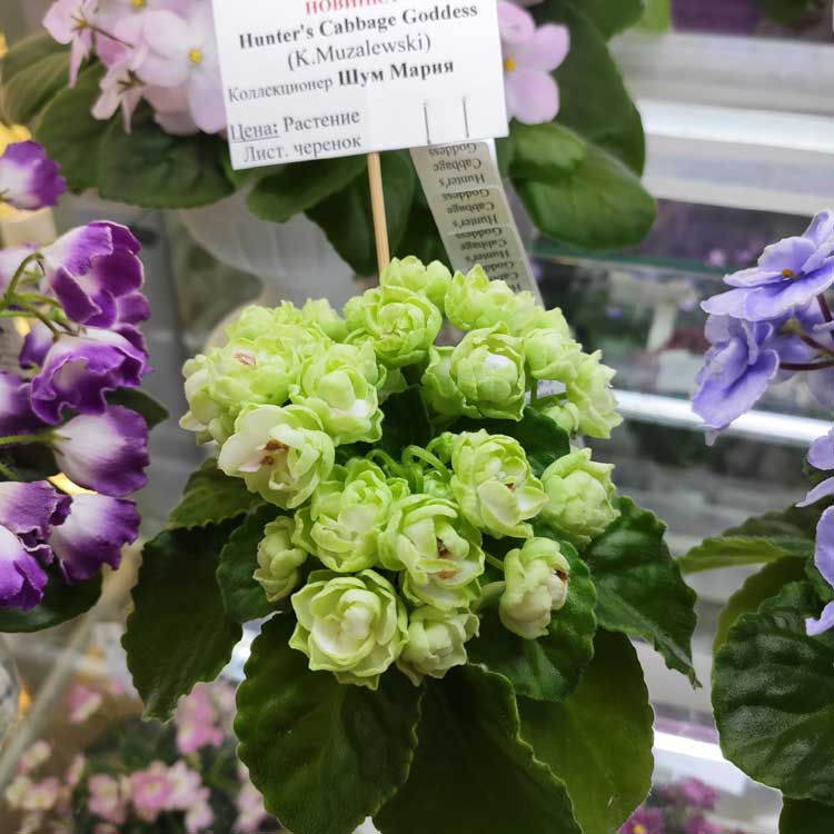 Hunter's Cabbage Goddess (K.Muzalewski)