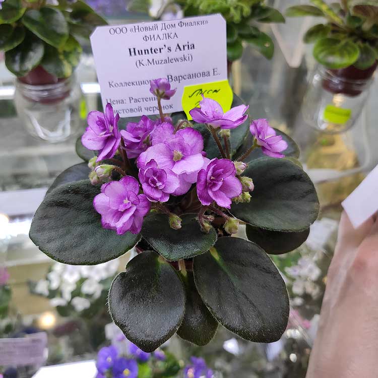 Hunter’s Aria (K.Muzalewski)