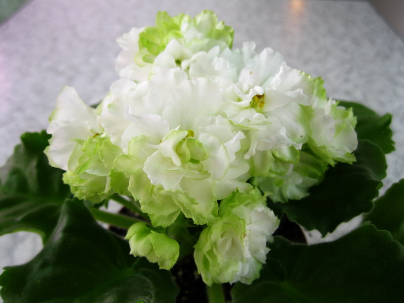 Spring Rose.jpg