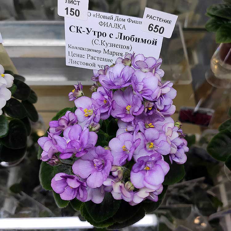 СК-Утро с Любимой (С.Кузнецов)
