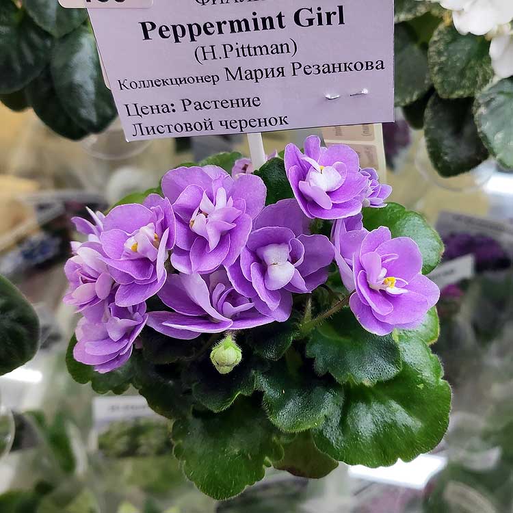 Peppermint Girl (H.Pittman)