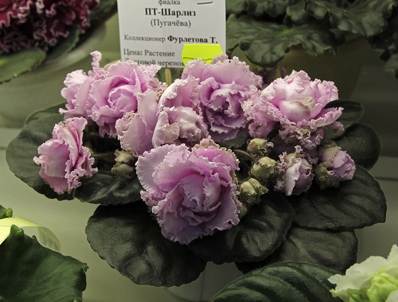 ПТ-Шарлиз, колл. Т. Фурлетова