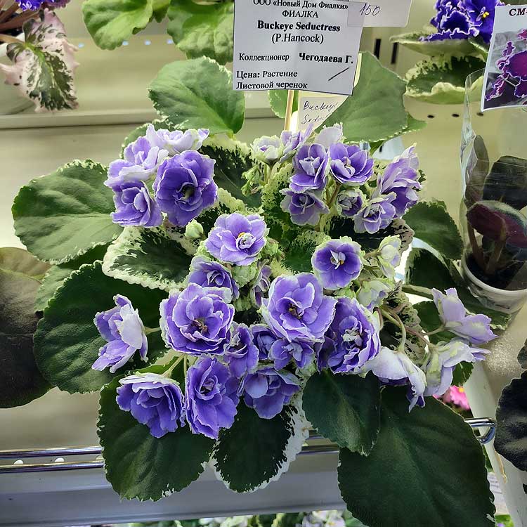 Buckeye Seductress (P. Hancock)