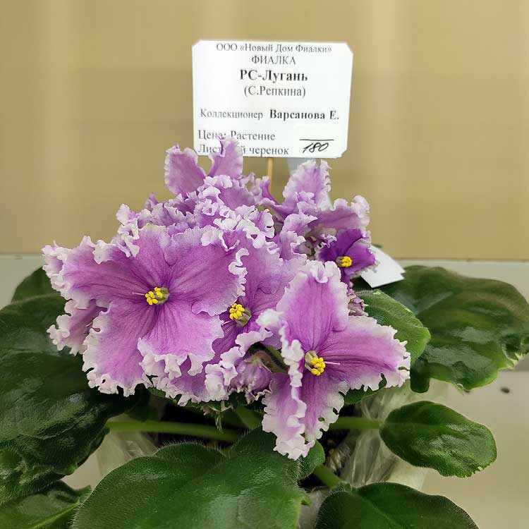 РС-Лугань (С.Репкина)