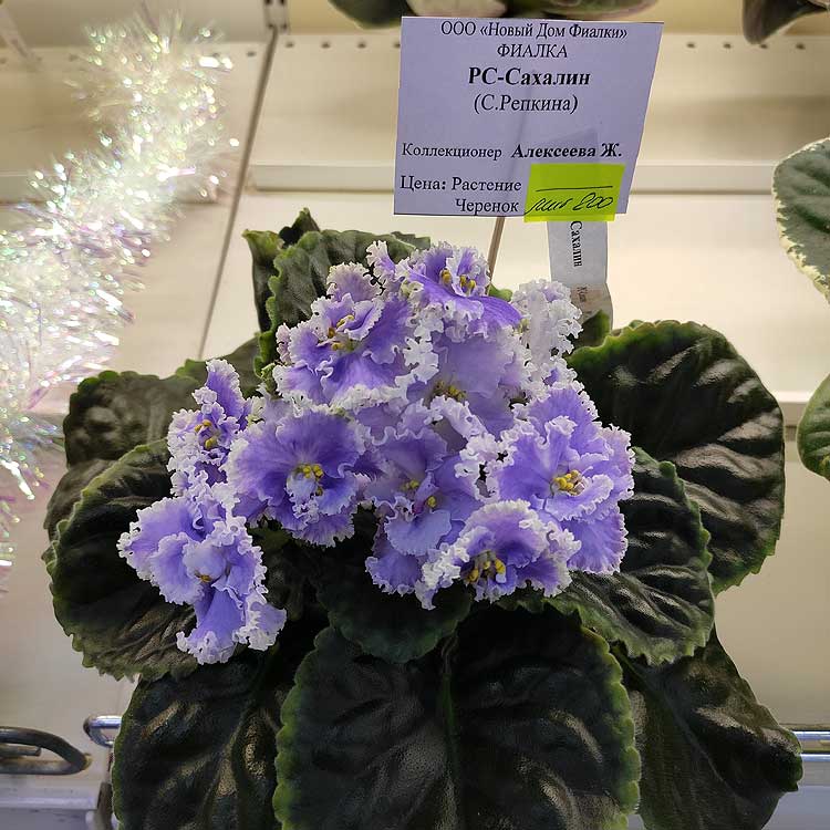РС-Сахалин (С.Репкина)