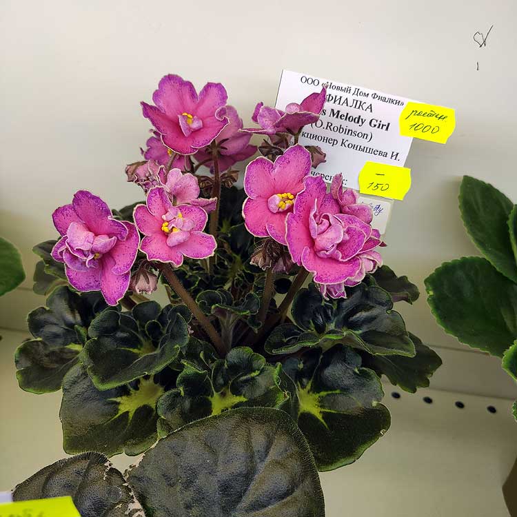 Ma's Melodie Girl (O.Robinson)