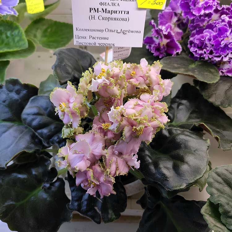 РМ-Мариэтта (Н.Скорнякова)