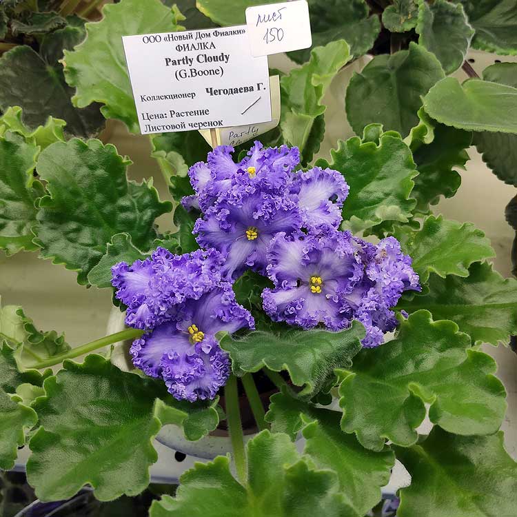 Partly Cloudy (G. Boone)