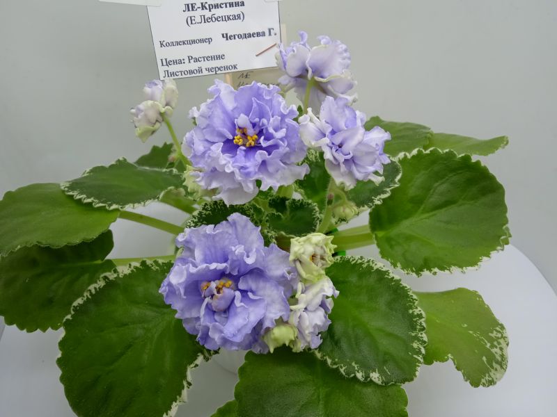 ЛЕ-Кристина.JPG