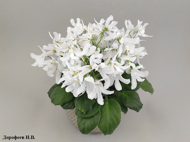 Lunar Lily White