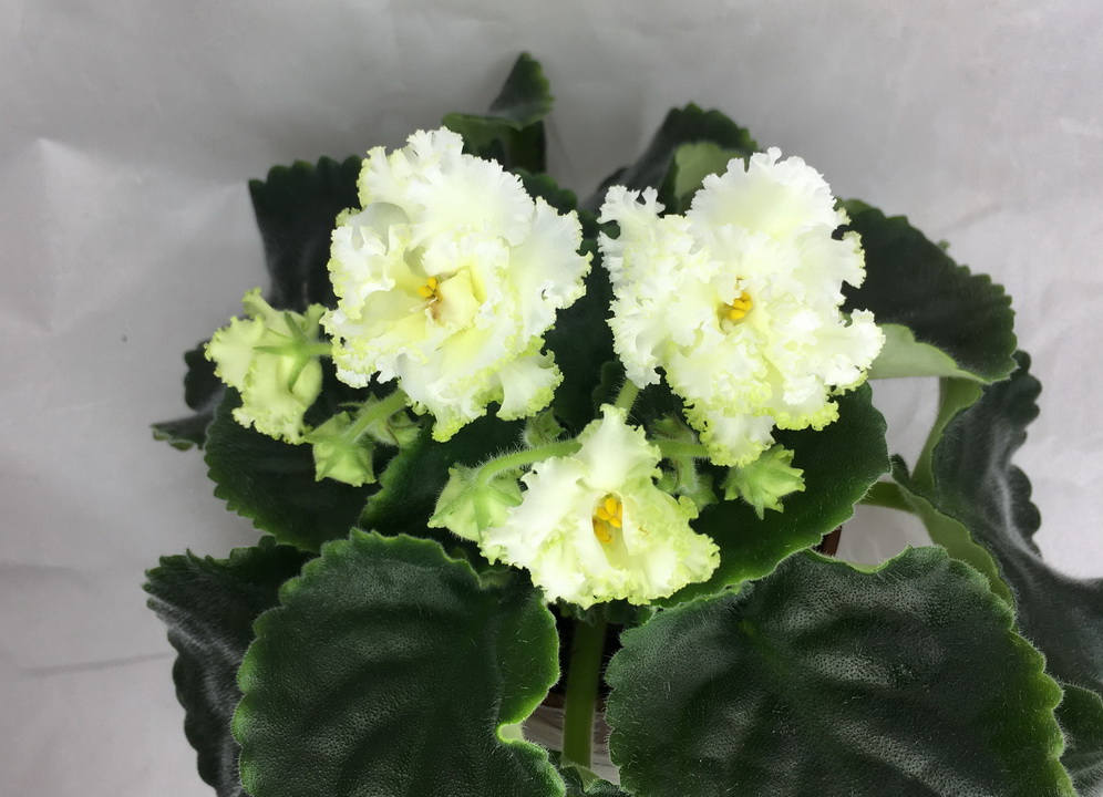 Lemon Burst