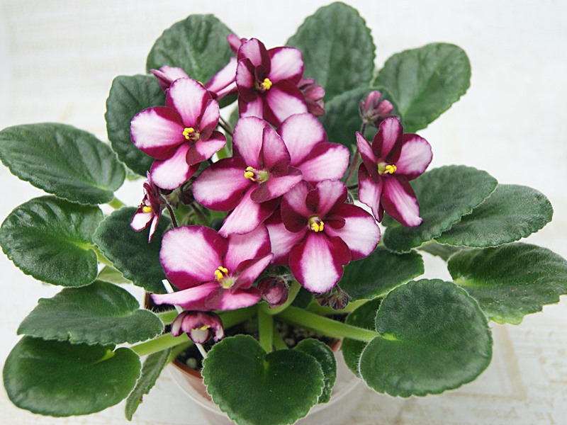 LC's Raspberry Whisper химера.JPG