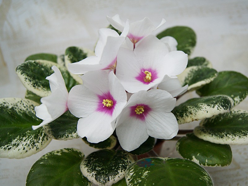 ЛЕ-Алена.JPG