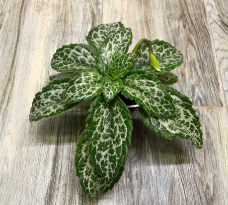 Primulina Sinensis Hisako