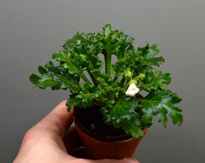 primulina libularis