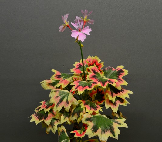 Пеларгония Jill Brown.