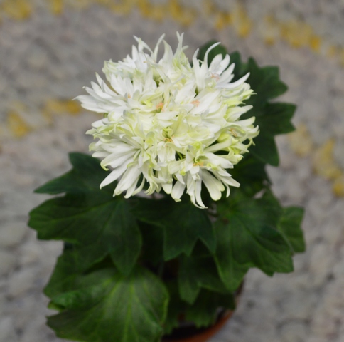 Polestar