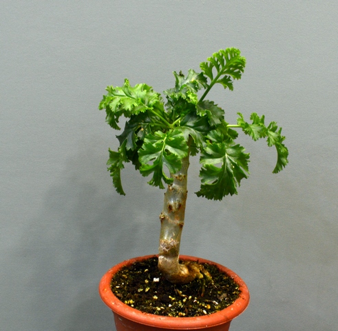 Pelargonium crithmifolium