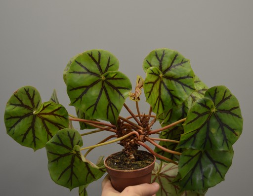 Begonia Glandulosa