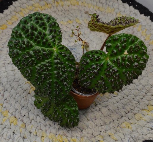 Begonia melanobullata