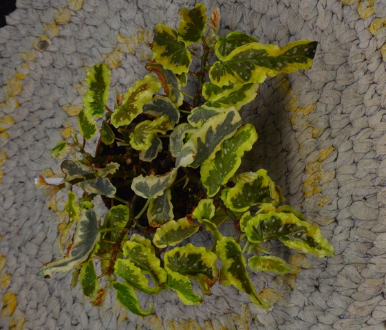 Begonia 'Dainty Spray Sport'
