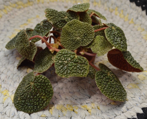 Begonia bullatifolia