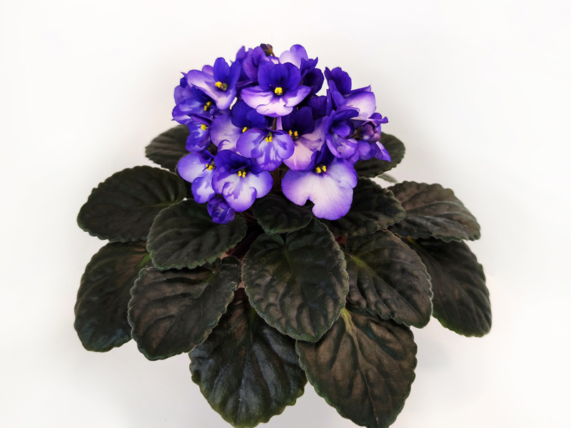 City-Line Trandy Blue sp.jpg