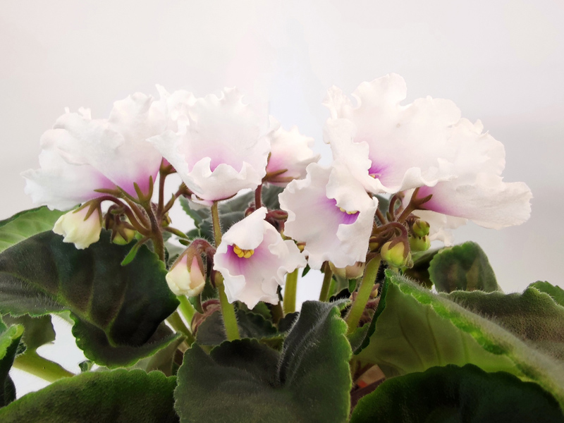 Dn- Царство Фей1.jpg